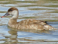 Red-crested Pochard
